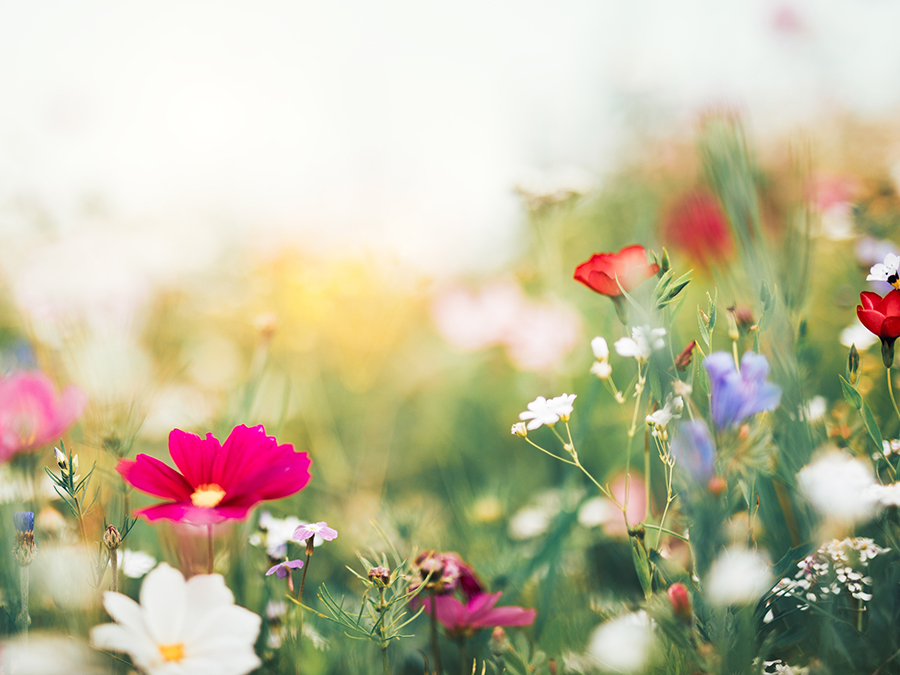 Spring Flowers